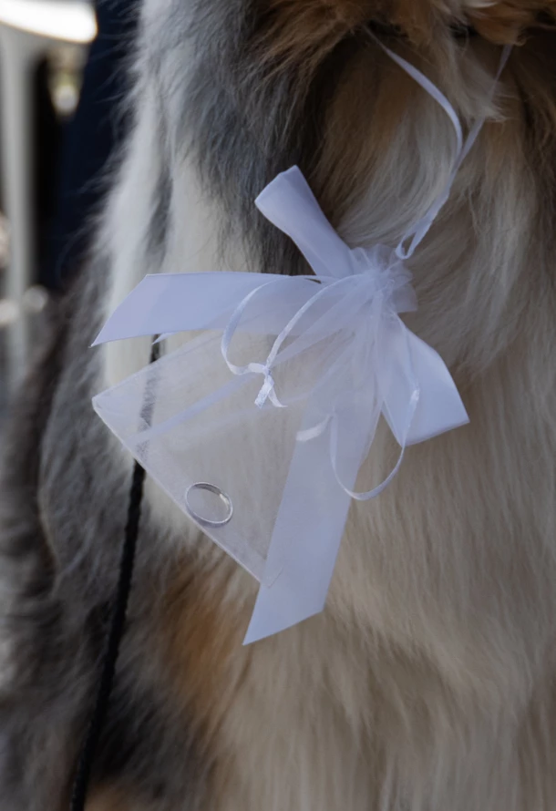 Detailaufnahme Familienhund mit Eheringe